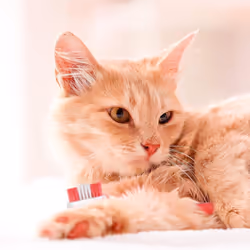 Beaphar | Advanced Dual-Enzyme Toothpaste Dental Care for Dogs & Cats Helps Prevent Bad Breath & Combat Plaque Liver Flavoured 100g Tube