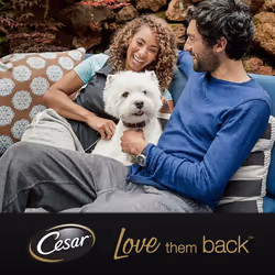 Cesar Classic Terrine in Jelly 24 Trays Adult Premium Wet Dog Food Mixed Selection Pack of 3  is 8 and 150 g