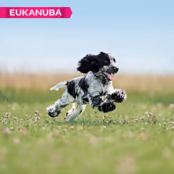 Eukanuba Complete Dry Dog Food for Puppy Medium Breeds with Fresh Chicken 3 kg
