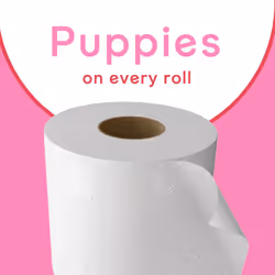 Andrex Family Soft Toilet Tissue 72 Rolls Previously Andrex Gentle Clean Gentle on your Familys skin Bulk Pack of 72 Toilet Rolls FSC Certified
