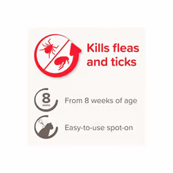 Beaphar FIPROtec Spot-On Kills Fleas Ticks Vet Strength Treatment Easy to Apply Suitable for Cat Kittens 8 Weeks Age Weighing more than 1kg 4 Pipettes