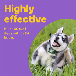 Bob Martin Clear Flea Treatment for Large Dogs (3 Tablets) - Kills 100% of Fleas within 24 Hours (over 11kg)