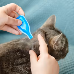 Beaphar FIPROtec Spot-On Cats  Kills Fleas Ticks Vet Strength Treatment Easy Apply Suitable Cats Kittens 8Weeks Age Weighing more than 1kg 6 Pipettes