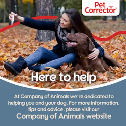 Pet Corrector Dog Training Spray Stops Barking Jumping Up Food UK