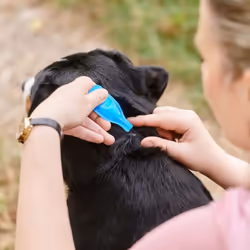 Beaphar FIPROtec Spot-On for Large Dogs (20 - 40kg) Kills Fleas & Ticks Vet Strength Treatment 6 Pipettes