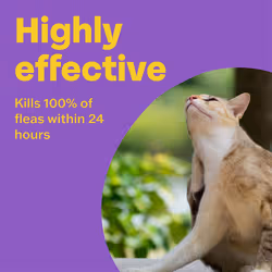 Bob Martin Clear | Cat Flea Tablets, also Suitable for Small Dogs & Puppies (1-11 Kg) | Effective Treatment, Kills 100% of Fleas within 24 Hours (3