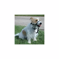 HALTI Headcollar Padded Size 0 Black, UK Bestselling Dog Head Harness to Stop Pulling on the Lead, Easy to Use, Original Design, Adjustable Collar,