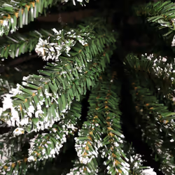 2m (6.5ft) Premier Pencil Style Slim Flocked Christmas Tree in Green