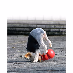 KONG Bounzer Dog Toy, Medium, Red