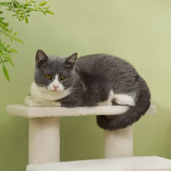 PawHut Dog Steps for Bed 4 Step Pet Stairs for Dog Cat Climb Ladder Cream - Additional view 7