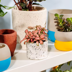 Sass & Belle Terrazzo Planter Small 6cm Cement Pot Vase Container