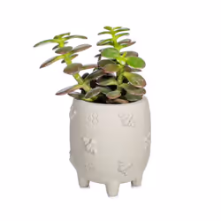 Sass & Belle Mini Legged Cement Planter Grey Bees Home Plant Pot