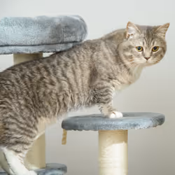 PawHut Cat Tree Scratcher Kitty Activity Center 2 Perch Sisal Rope Grey - Additional view 6