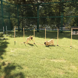 PawHut Dog Agility Weave Poles Training Obstacle Course Set with Whistle - Additional view 7