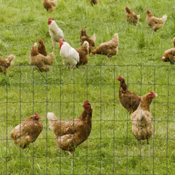 PawHut 0.6Mx10M Chicken Wire Mesh Rabbit Poultry Animal Fence PVC Coated Netting