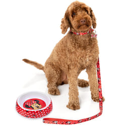Disney Bowl , Collar , Charm and Lead Gift Set (Unisex Blue) - Small