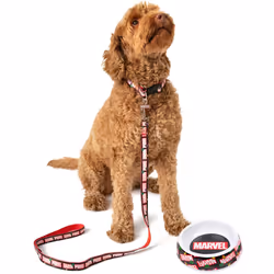 Marvel Bowl , Collar , Charm and Lead Gift Set (Unisex Black) - Small