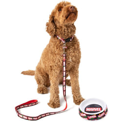 Marvel Bowl , Collar , Charm and Lead Gift Set (Unisex Black) - Small