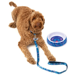 Disney Bowl , Collar , Charm and Lead Gift Set (Unisex Blue) - Medium