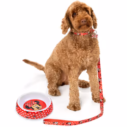 Disney Bowl , Collar , Charm and Lead Gift Set (Unisex Blue) - Medium