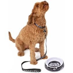 Star Wars Bowl , Collar , Charm and Lead Gift Set (Unisex Black) - Medium
