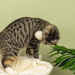 PawHut Cat Tree for Indoor Cats w/ Scratching Posts Hammock, Toy Ball - Beige - Additional view 7