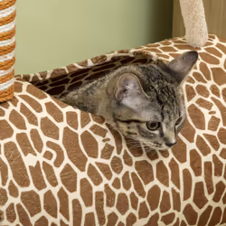 PawHut Cat Tree Cute Giraffe Kitten Play Tower w/ Scratching Posts, Tunnel, Ball - Additional view 5