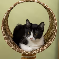 PawHut Cat Tree Cute Giraffe Kitten Play Tower w/ Scratching Posts, Tunnel, Ball - Additional view 7