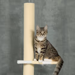 PawHut 260cm Height Adjustable Floor-To-Ceiling Cat Tower w/ Anti-Slip Kit - Additional view 6