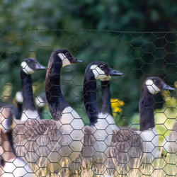 PawHut Foldable Chicken Wire Mesh, for Rabbits, Ducks, Geese, 1 x 25m