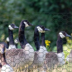 PawHut Foldable Chicken Wire Mesh, for Rabbits, Ducks, Geese, 1 x 25m