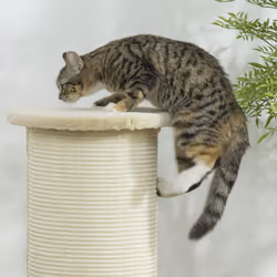 PawHut 85cm Tall Cat Scratching Post for Indoor Corner Use - Beige - Additional view 6