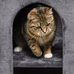 PawHut 81cm Cat Scratching Barrel with Two Cat Houses for Indoor Cats - Grey