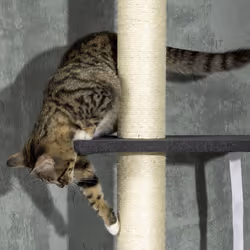 PawHut Floor-To-Ceiling Cat Tree, Height Adjustable, Black - Additional view 6
