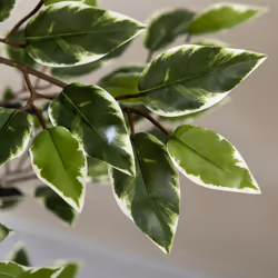 HOMCOM Artificial Ficus Tree with Lifelike Leaves and Natural Trunks Green - Additional view 5