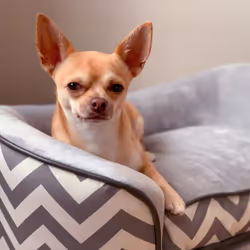 PawHut Dog Sofa Pet Couch for XS Dogs w/ Removable Sponge Padded Cushion - Grey - Additional view 6