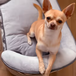 PawHut Dog Sofa Pet Couch for XS Dogs w/ Removable Sponge Padded Cushion - Grey - Additional view 7