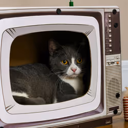 PawHut TV-Shaped Cardboard Cat House with Scratcher, Catnip, Toy Rat - Additional view 7