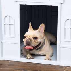 PawHut Weather-Resistant Dog House, Puppy Shelter for Medium Dogs - Blue - Additional view 4