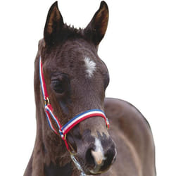Roma Foal Headcollar - Foal, Red/White/Blue