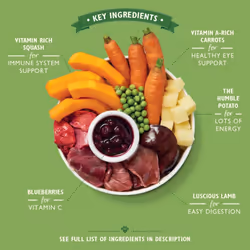 Lily's Kitchen Adult Lamb Hotpot Complete Wet Dog Food (10 x 150 g)