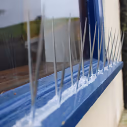 Bird or Pigeon deterrent Plastic Spikes x 5m 74238
