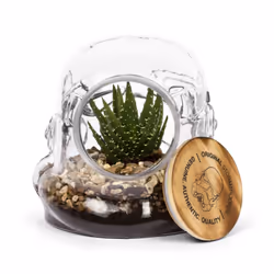 Shepperton Original Stormtrooper Terrarium | Sealed Glass Terrarium For Houseplants