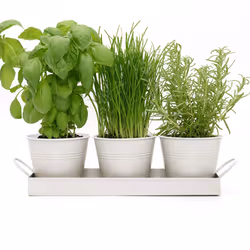 Set of 3 Metal Herb Plant Pots with Drip Tray by CKB Ltd - Traditional Indoor Windowsill Coloured Planter Box for The