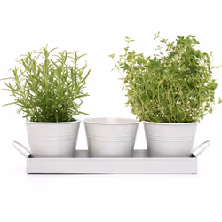 Set of 3 Metal Herb Plant Pots with Drip Tray by CKB Ltd - Traditional Indoor Windowsill Coloured Planter Box for The