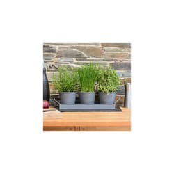 Set of 3 Metal Herb Plant Pots with Drip Tray by CKB Ltd - Traditional Indoor Windowsill Coloured Planter Box for The Kitchen Grow Your Own Herbs for