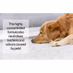 ProKleen Pro+ Carpet Shampoo Pet Odour Remover - 20L, Lavender