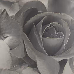 Black Grey Rose Floral Bloom Flowers Silver Glitter Shimmer Feature Wallpaper