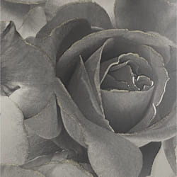 Black Grey Rose Floral Bloom Flowers Silver Glitter Shimmer Feature Wallpaper