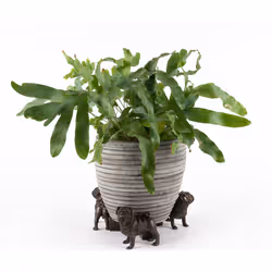 Jardinopia PF0064 garden statue Animal garden statue Bronze 3 pc(s)